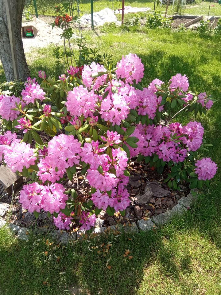 Działka rod Zielona Góra, ul. Osiedle Pomorskie. Zdjęcie 8