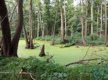 Działka budowlana Piasek. Zdjęcie 2