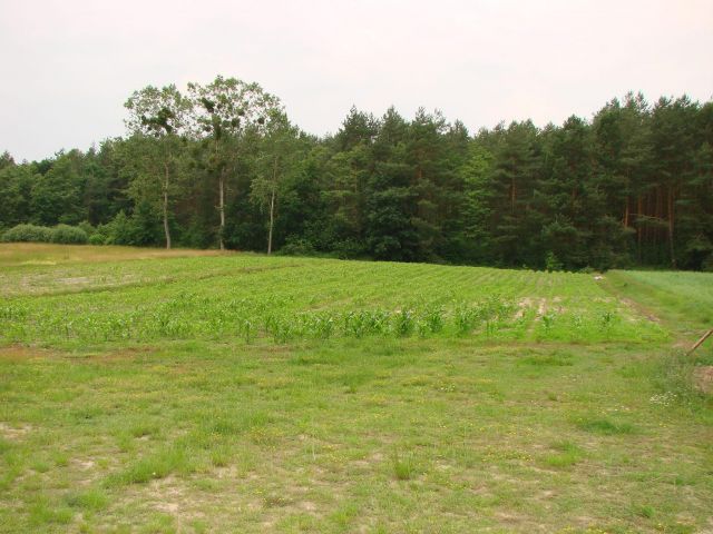 Działka rolna Ostrówka. Zdjęcie 1