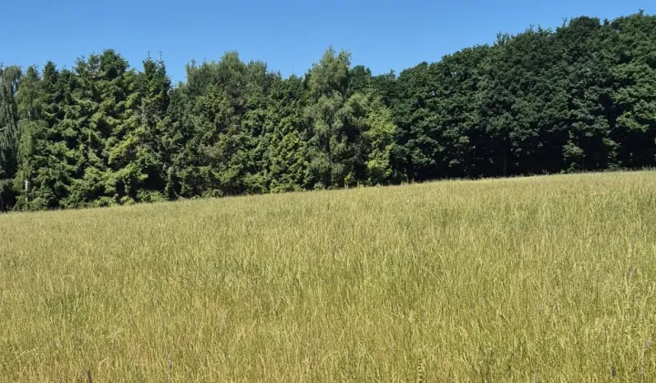 Działka rekreacyjna Sasino, ul. Stara Cegielnia