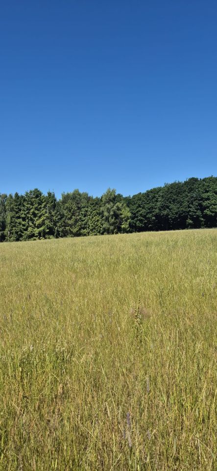 Działka rekreacyjna Sasino, ul. Stara Cegielnia. Zdjęcie 1