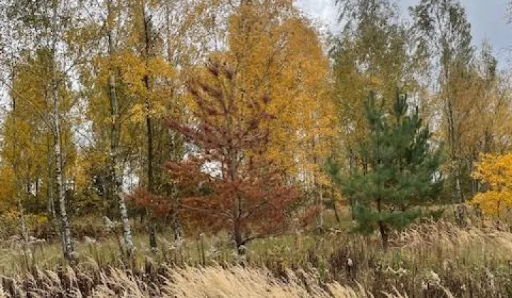 Działka budowlana Wola Mrokowska, ul. Ogrodowa