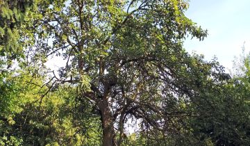 Działka rolno-budowlana Lutynia, ul. Tadeusza Kościuszki