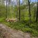 Działka leśna Stanowiska. Zdjęcie 7
