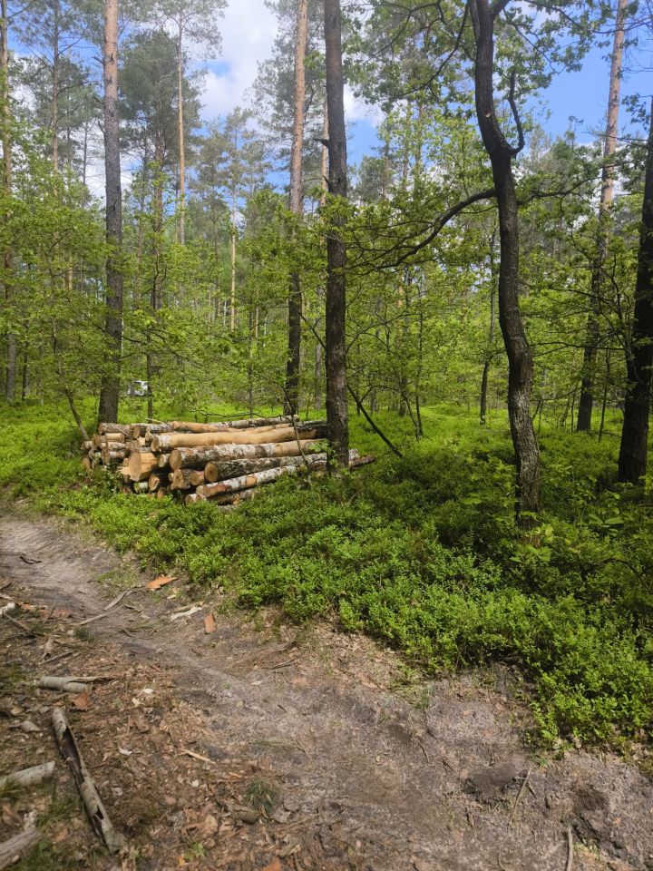 Działka leśna Stanowiska. Zdjęcie 7