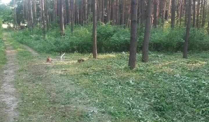 Działka rekreacyjna Życiny