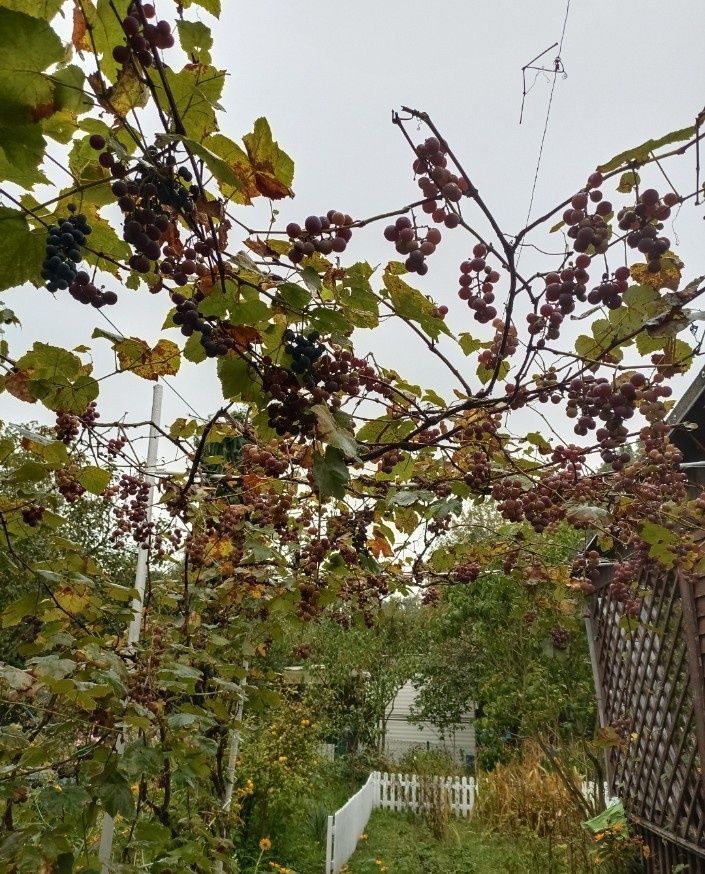 Działka rod Warszawa Włochy. Zdjęcie 6