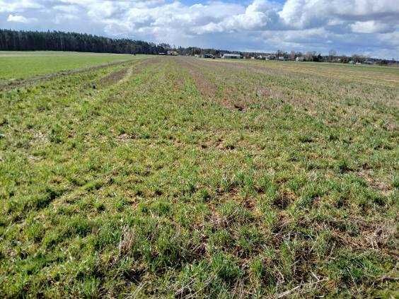 Działka inwestycyjna Jasiony. Zdjęcie 1