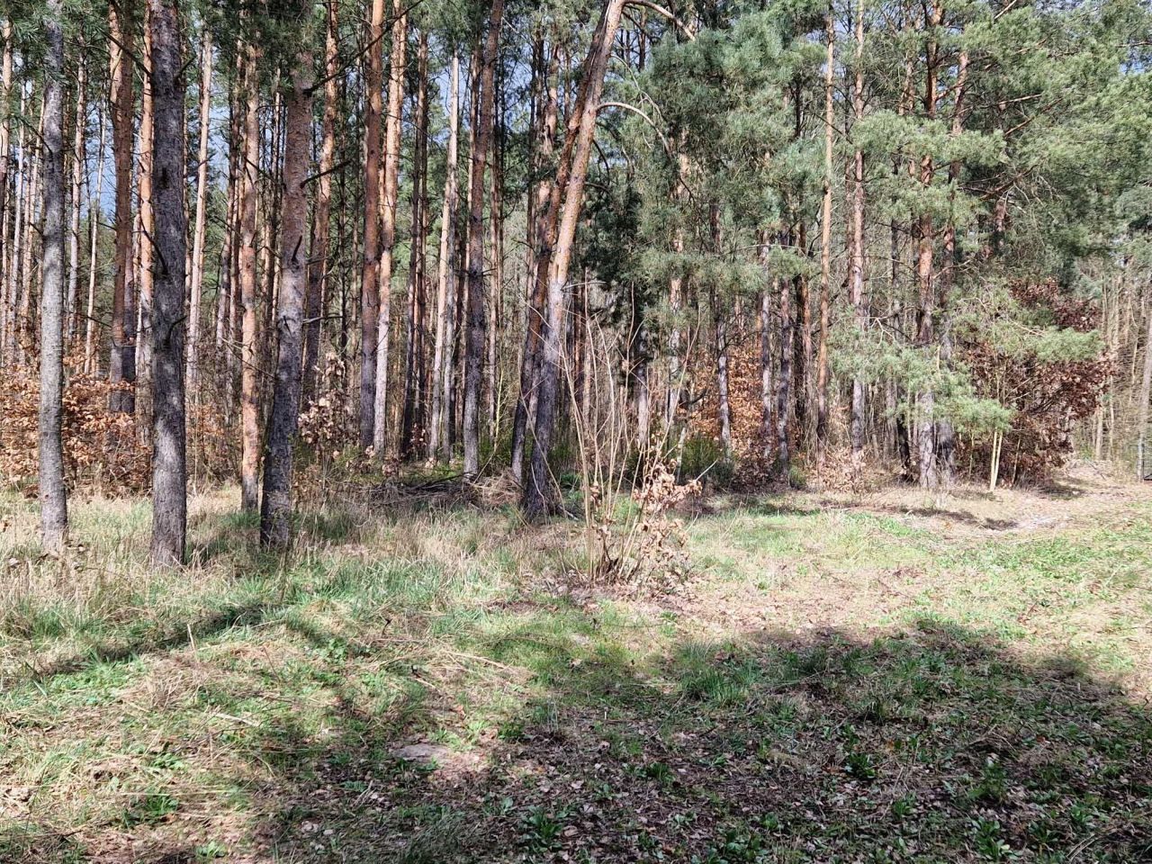 Działka siedliskowa Gzin. Zdjęcie 7