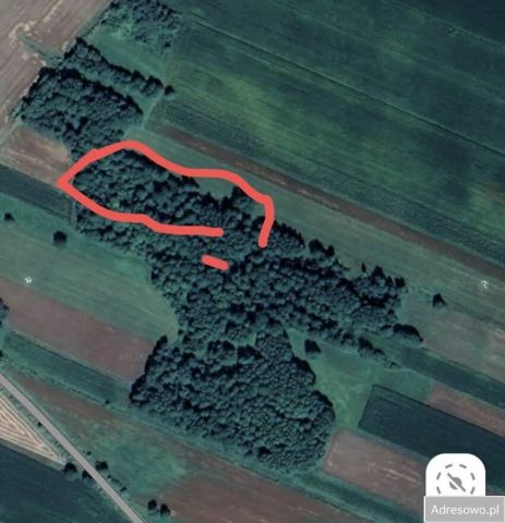 Działka leśna Krypno Kościelne. Zdjęcie 1