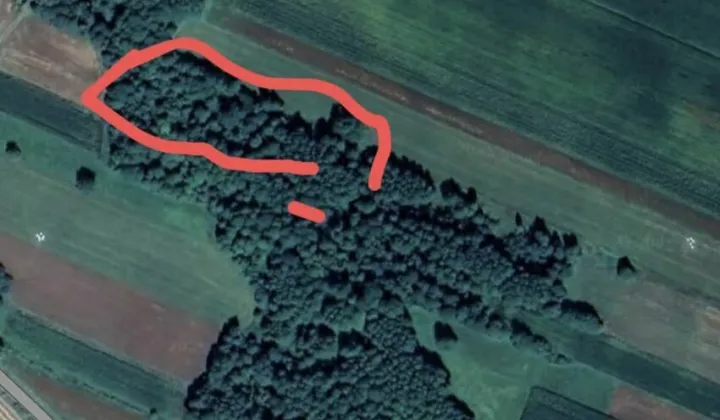 Działka leśna Krypno Kościelne