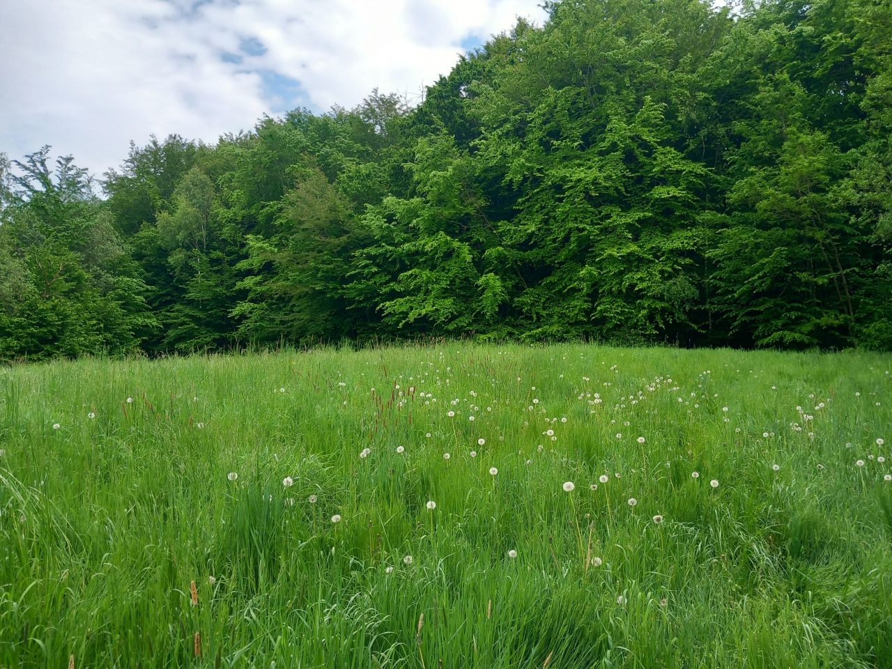 Działka rolno-budowlana Gowidlino Kawle