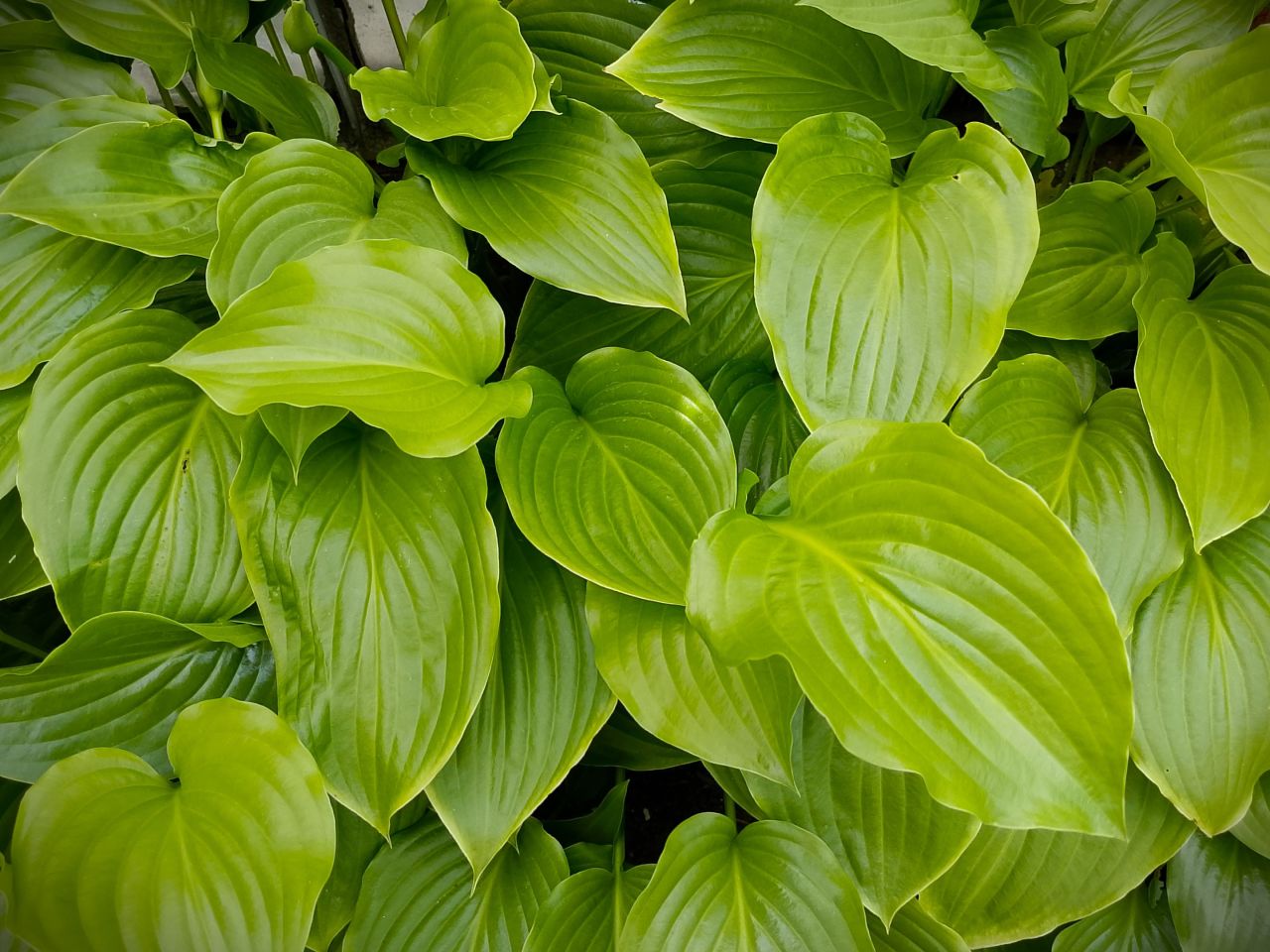 Działka rod Białystok, ul. Adama Mickiewicza. Zdjęcie 16