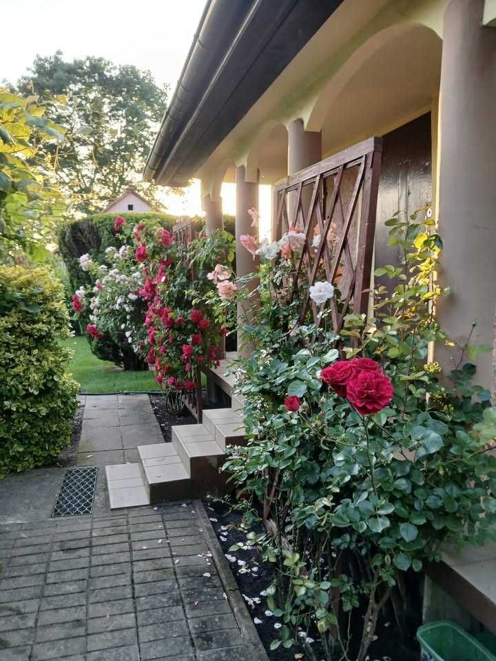 Działka rod Lubin. Zdjęcie 8