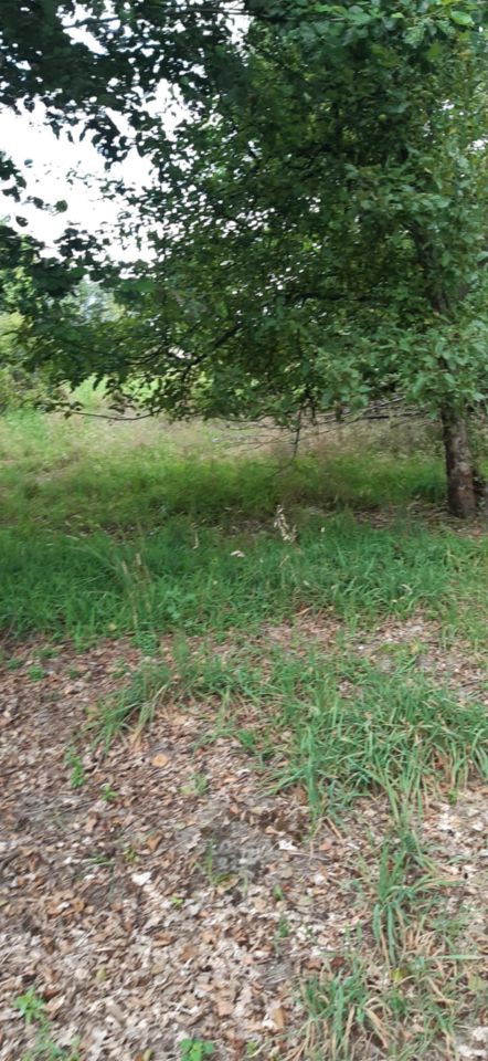 Działka rolna Panaszew. Zdjęcie 10