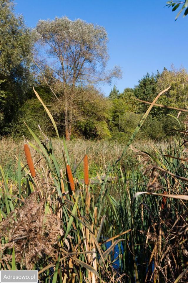 Działka budowlana Rosnówko. Zdjęcie 9
