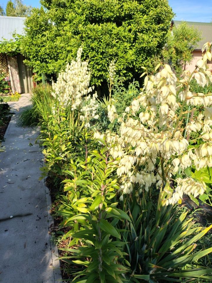 Działka rod Tarnobrzeg Wymysłów. Zdjęcie 4