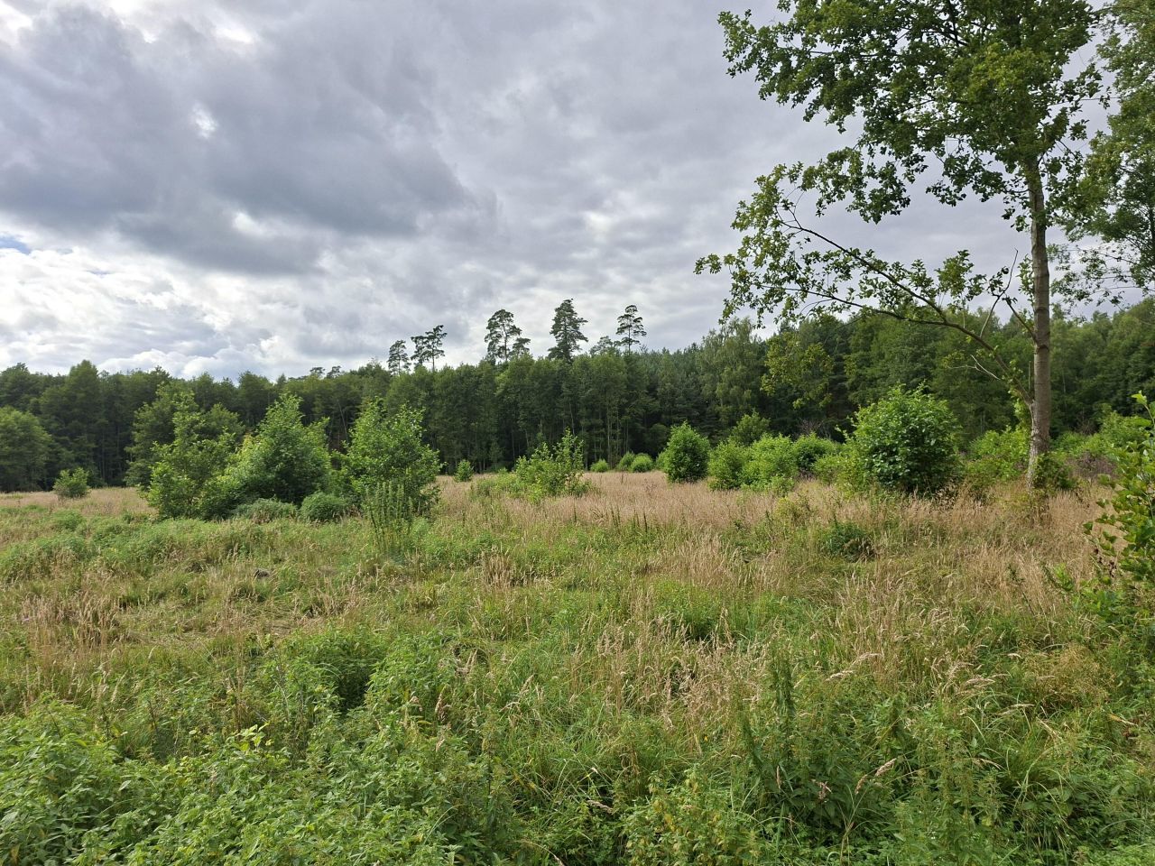Działka rolno-budowlana Karolewo. Zdjęcie 1