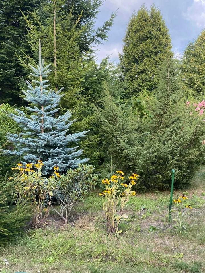 Działka rod Szczaki. Zdjęcie 2