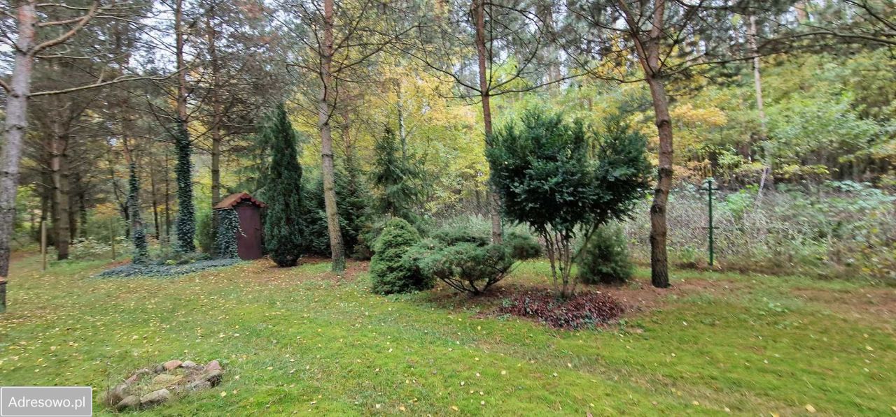Działka leśna Kolonia Głowa. Zdjęcie 5