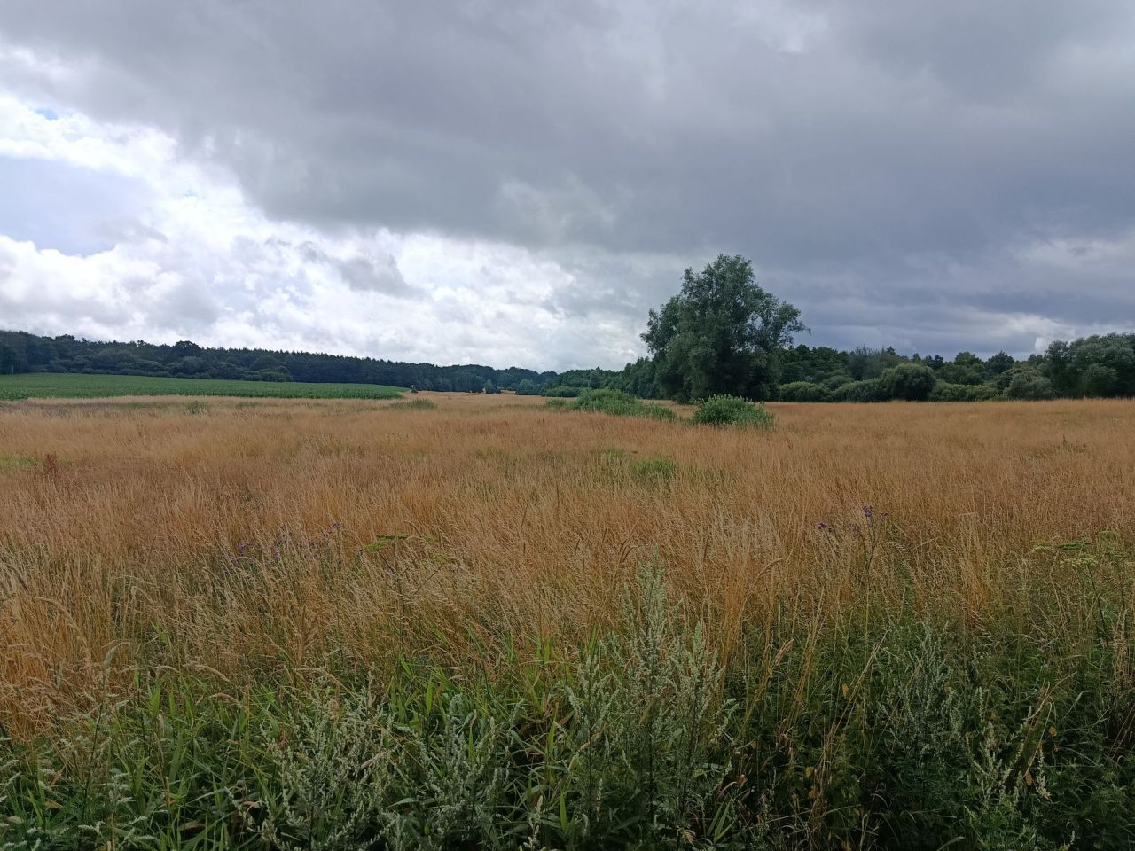 Działka rolno-budowlana Brojce. Zdjęcie 3