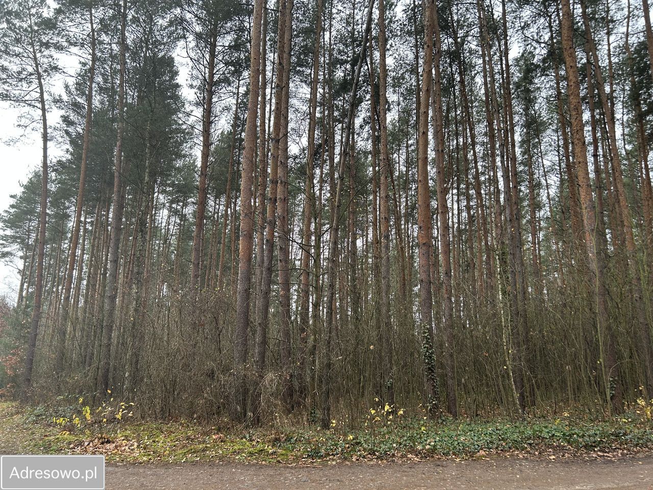 Działka leśna Adamów-Wieś, ul. Kaliny. Zdjęcie 14