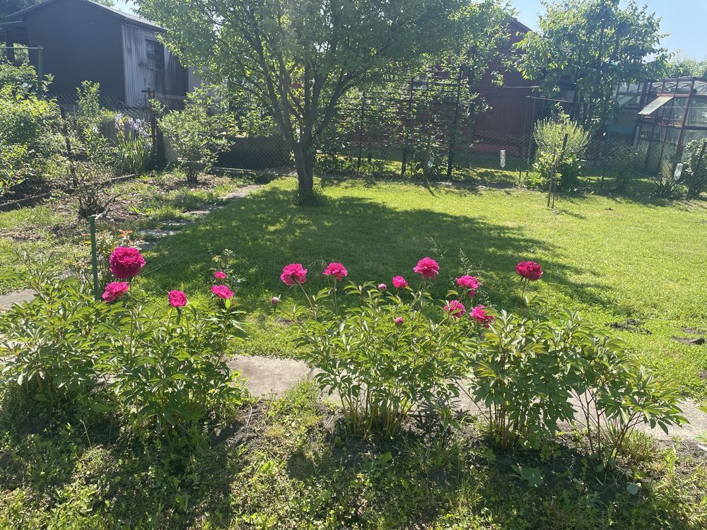 Działka rod Ząbki. Zdjęcie 6