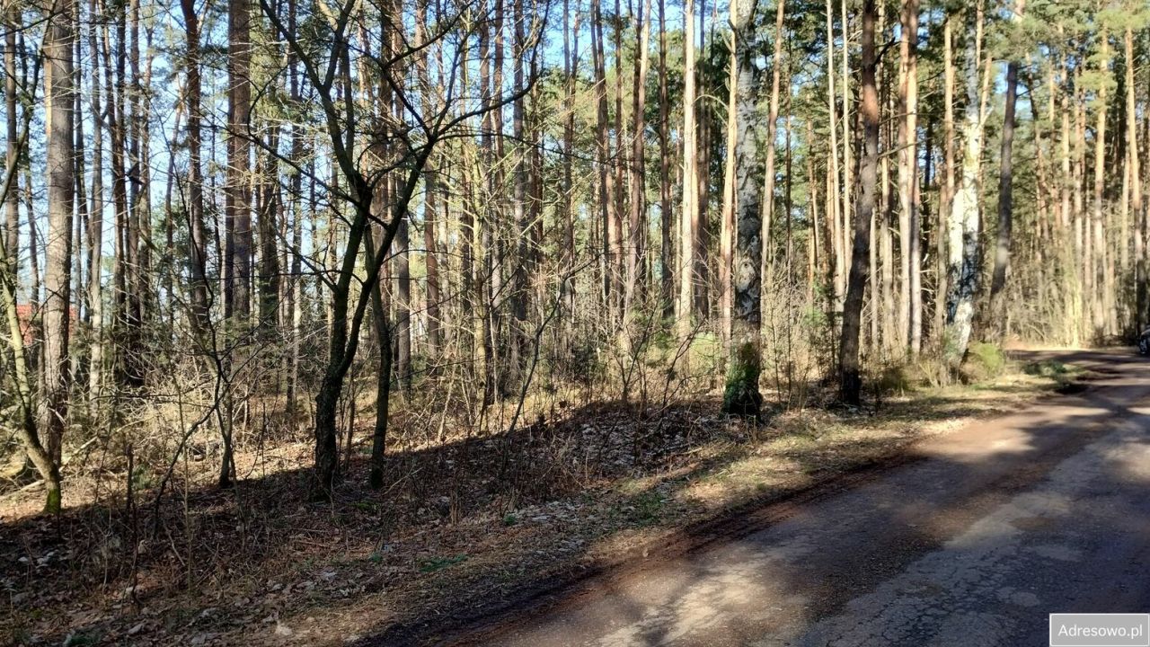 Działka leśna Szczawin. Zdjęcie 4