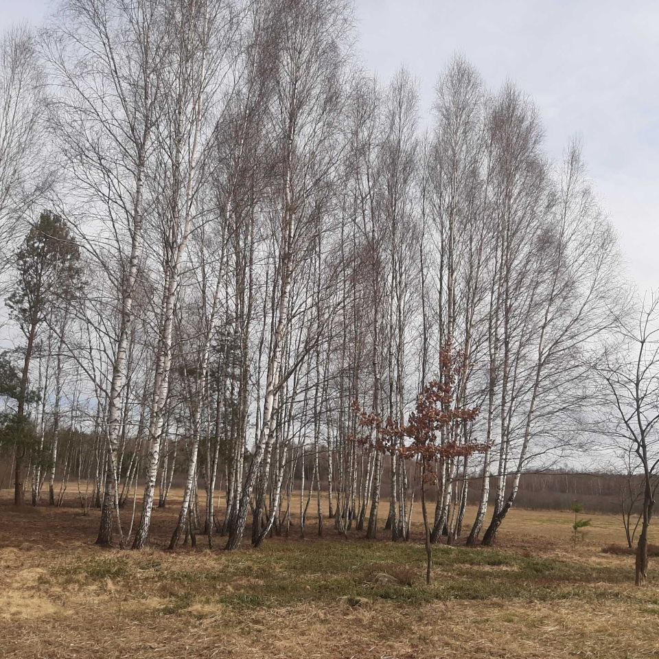 Działka budowlana Daleszyce. Zdjęcie 4