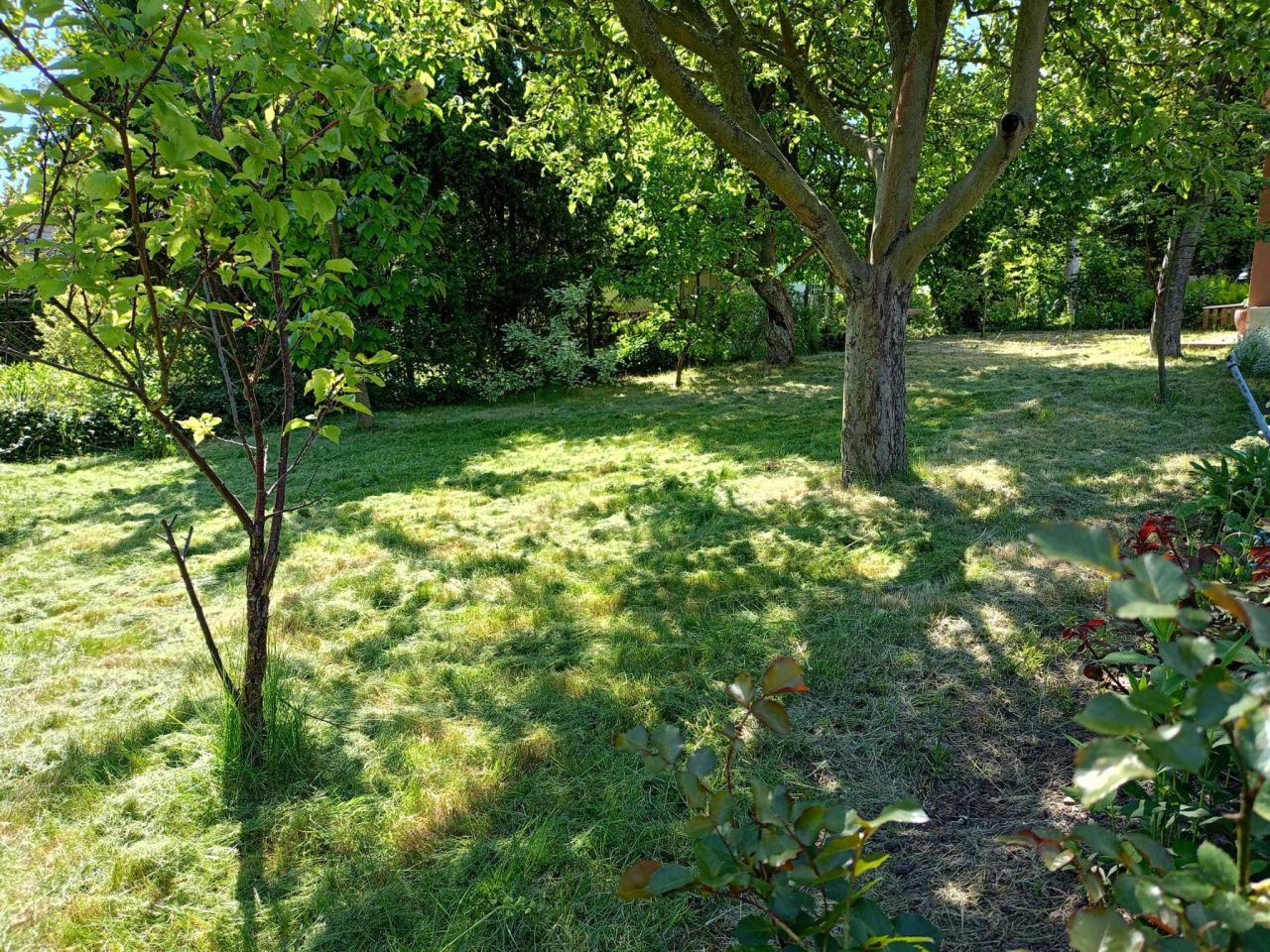 Działka rod Lubin. Zdjęcie 3