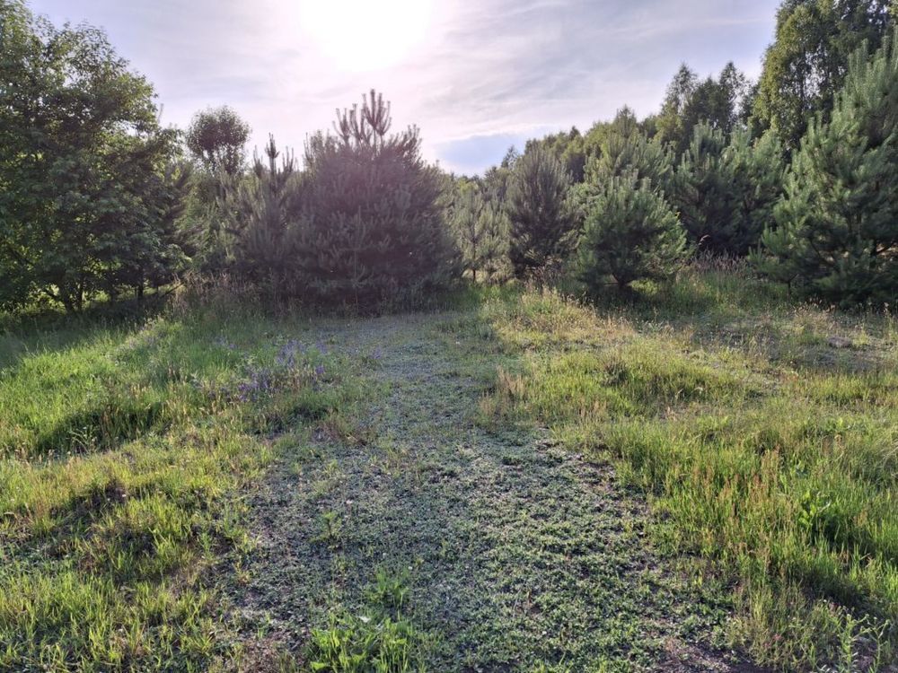 Działka siedliskowa Dęba. Zdjęcie 7