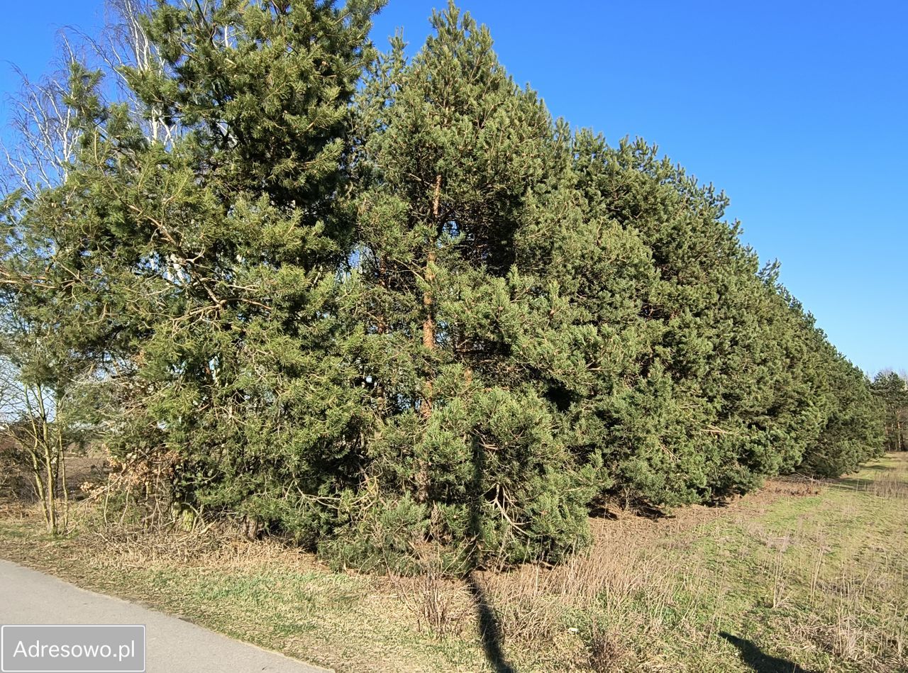 Działka budowlana Wysieradz. Zdjęcie 6