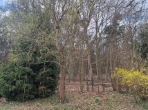 Działka rod Goleniów, ul. Ogrodowa. Zdjęcie 3