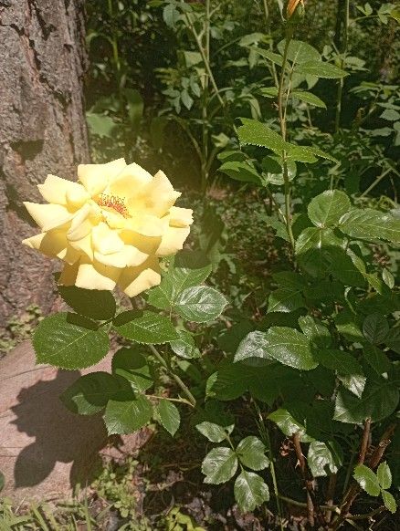 dom wolnostojący, 5 pokoi Adamów-Wieś, ul. Malinowa. Zdjęcie 14