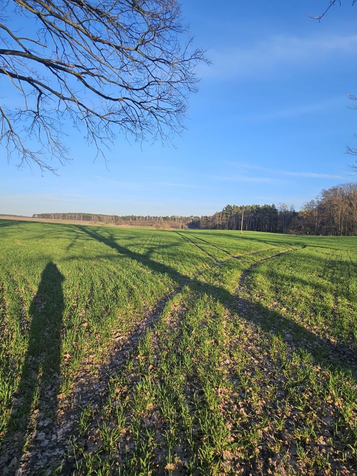 Działka rolna Rybojedzko. Zdjęcie 4