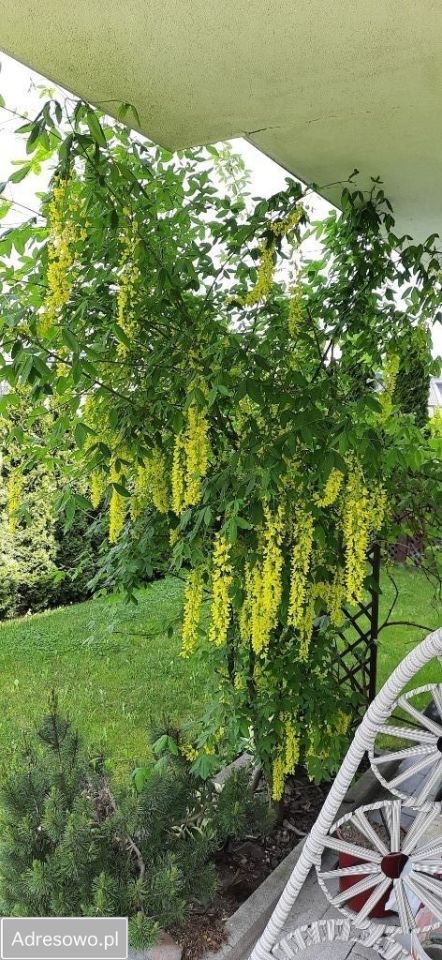 Mieszkanie 4-pokojowe Warszawa Wilanów, ul. Jara. Zdjęcie 13