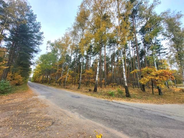 Działka leśna Kępa. Zdjęcie 9