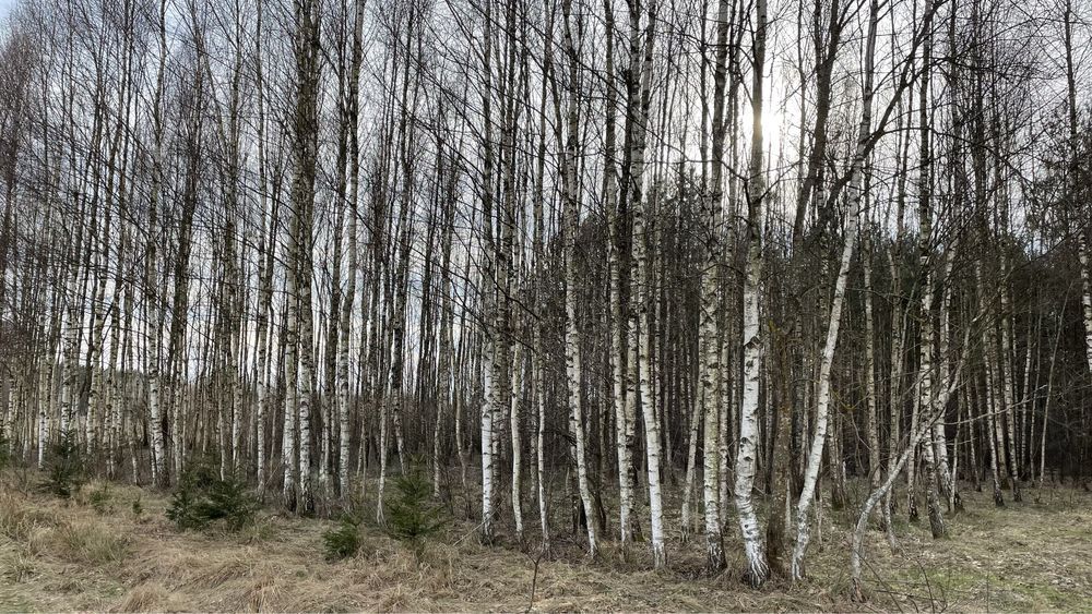 Działka Dubicze Cerkiewne. Zdjęcie 3