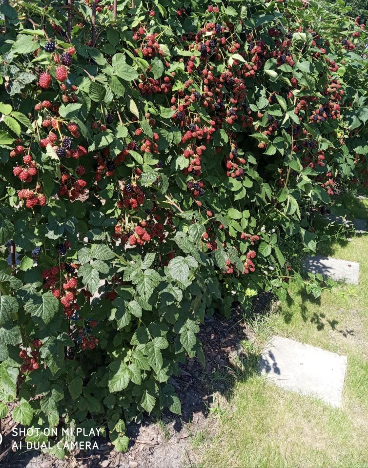 Działka rod Siemianowice Śląskie Centrum, ul. Pawła Śmiłowskiego. Zdjęcie 12
