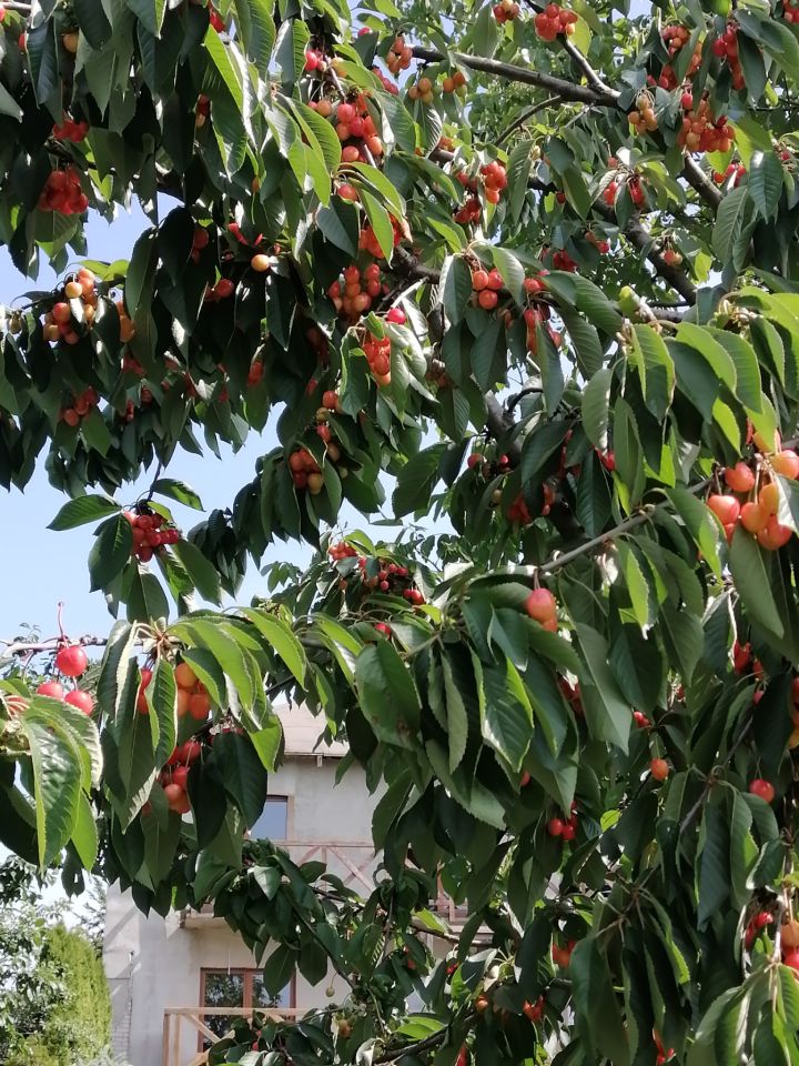 dom wolnostojący, 5 pokoi Grabowiec-Góra. Zdjęcie 10