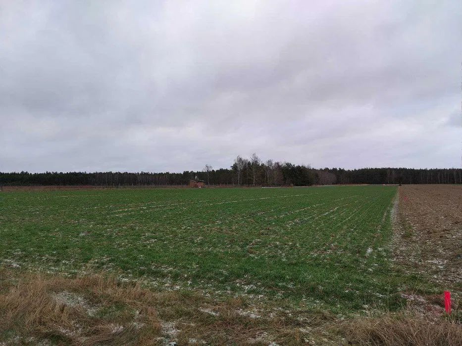 Działka budowlana Gołąbek, ul. Leśna. Zdjęcie 4