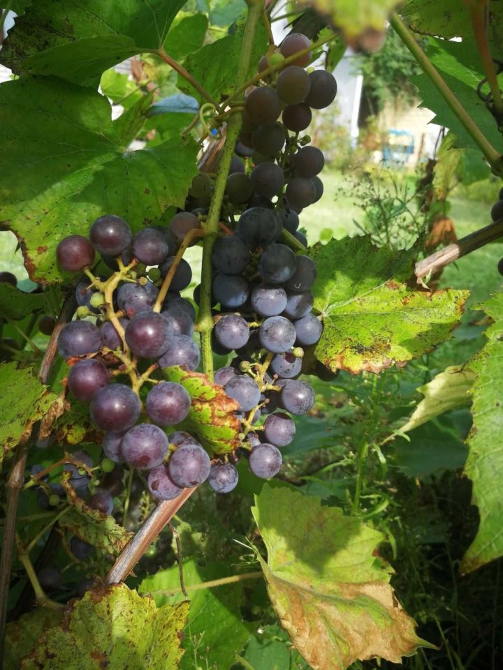 dom letniskowy Konstantynów Łódzki Żabiczki, ul. Lutomierska. Zdjęcie 4