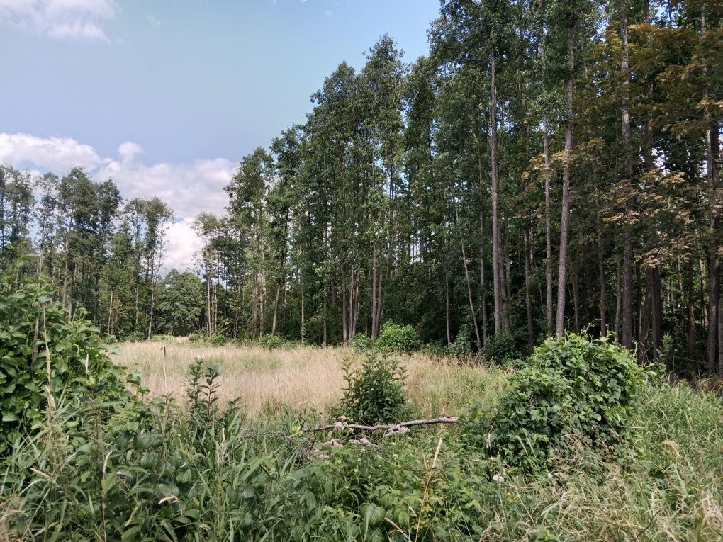 Działka Cisów. Zdjęcie 3