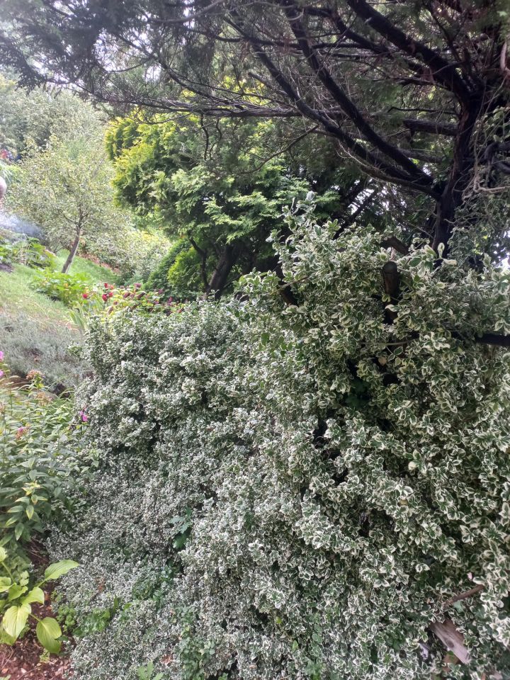 Działka rod Warszawa Targówek, Janowiecka 77. Zdjęcie 6