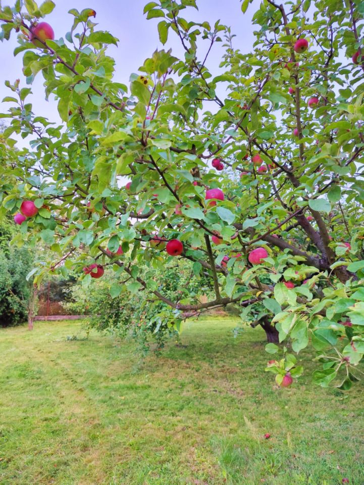 Działka budowlana Miękinia, ul. Lipowa. Zdjęcie 9