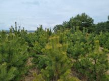 Działka leśna Pcin. Zdjęcie 4