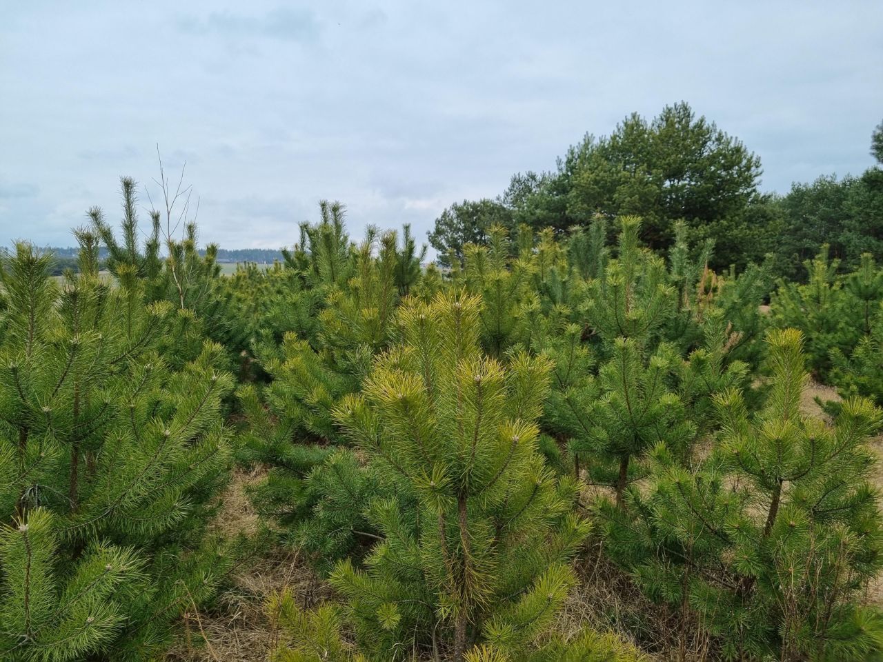 Działka leśna Pcin. Zdjęcie 5