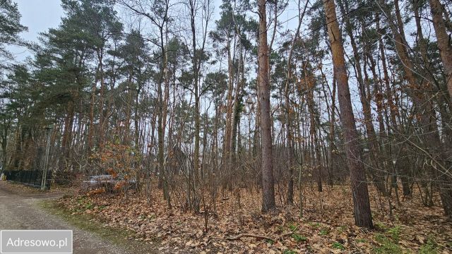 Działka leśna Owczarnia, ul. Jagiellońska. Zdjęcie 1