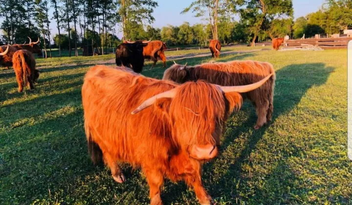 Działka budowlana Włodawa Park Miejski, Miła