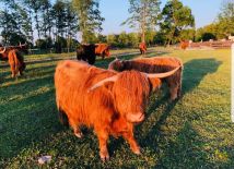 Działka budowlana Włodawa Park Miejski. Zdjęcie 1